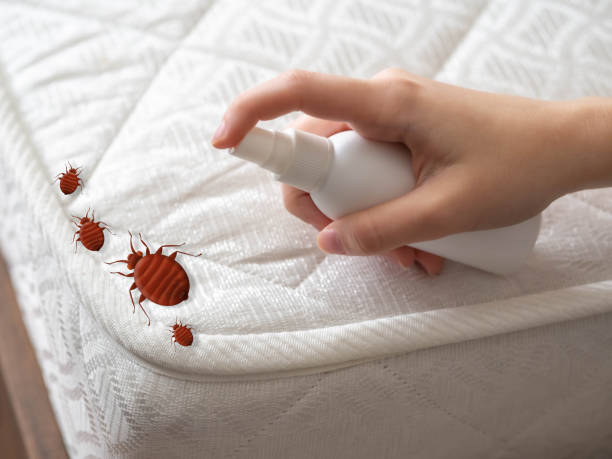 Best Emergency Pest Control  in Lees Summit, MO